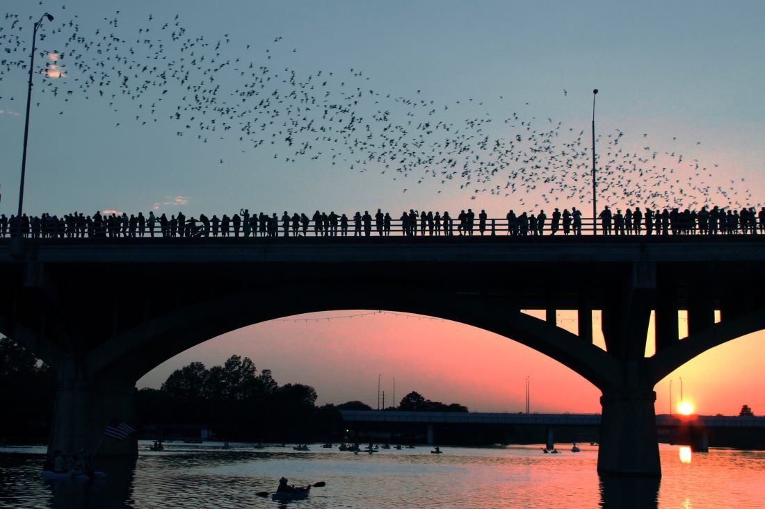 Bats at the Congress Avenue Bridge in Austin, Texas
