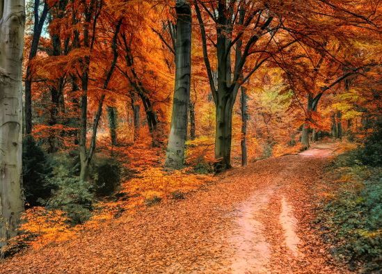 Fall foliage Dallas Texas