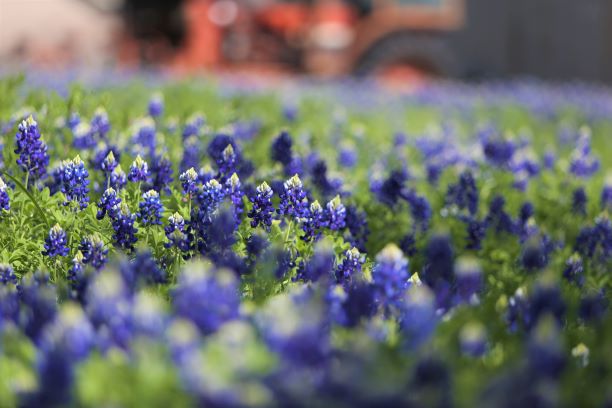 Ennis Spring Travel Dallas Texas