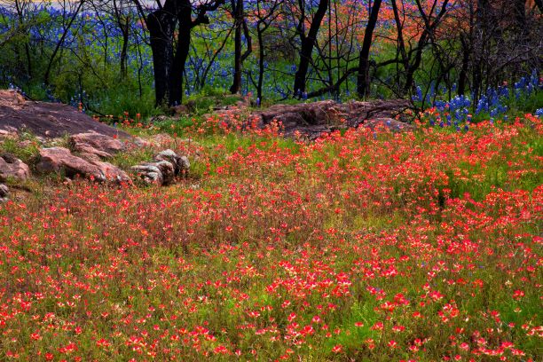 Spring Travel Texas Inks Lake State Park