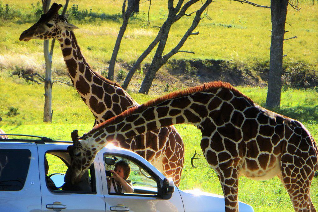 Fossil Rim, Texas - Dallas Staycation