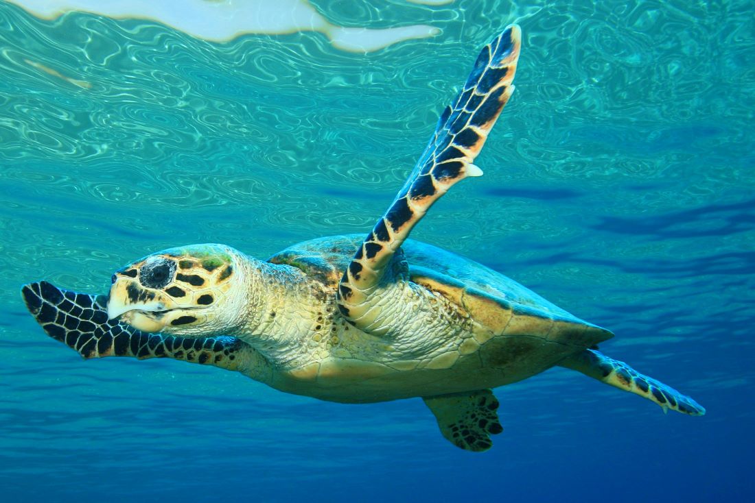 Sea Turtle Inc South Padre Island, Texas