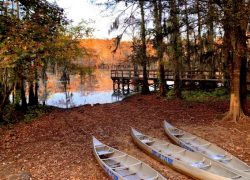 Caddo Lake State Park weekend trips from Dallas