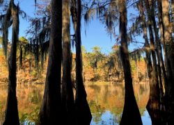Caddo Lake State Park weekend trips from Dallas