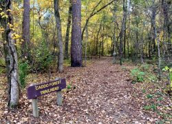 Caddo Lake State Park weekend trips from Dallas