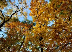 Caddo Lake State Park weekend trips from Dallas